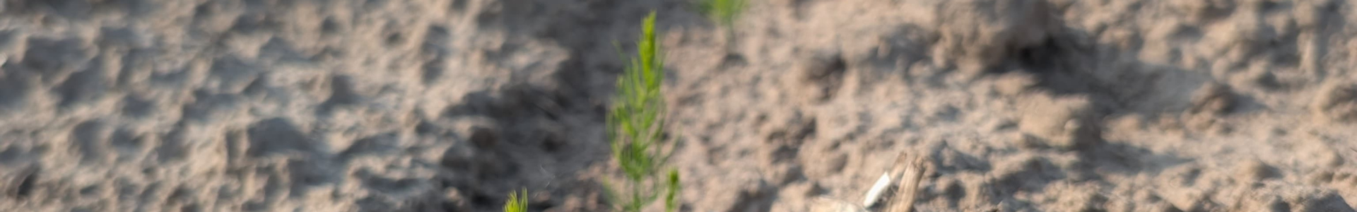 Griffes Beeren Plantproducts