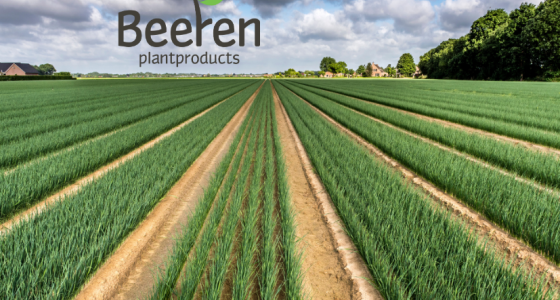 Plants de poireaux 2026 - Beeren Plantproducts Agrivaloire
